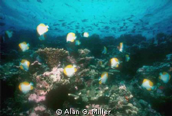 Coral Sea Reef, Nikonos V, 15 mm and Ikelite SS 400 shot ... by Alan G. Miller 